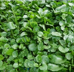 Hạt Giống Xà Lách Xoong Mỹ - Gói 0.2gram