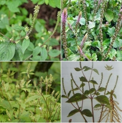 Hạt Giống Cây Ngưu Tất