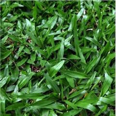 Hạt Giống Cỏ Lá Gừng (Cỏ Lá Tre )
