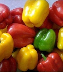 Hạt Giống Ớt Chuông Ngọt Mix Màu