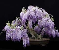 Hạt Giống Hoa Tử Đằng Hoa Tím