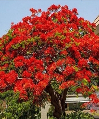 Hạt Giống Hoa Phượng Vĩ Đỏ