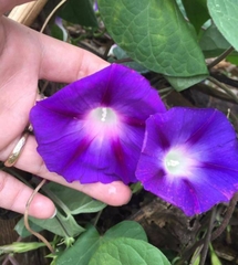 Hạt Giống Hoa Bìm Bìm Mix Màu