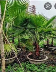 Hạt giống cây cọ mỹ ( Pritchardia filifera )