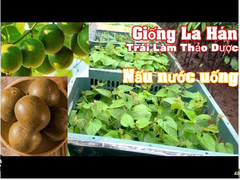 Hạt giống cây la hán quả - 5 hạt