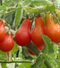 Hạt Giống Cà Chua Cherry Lê Đỏ