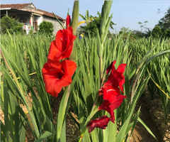 Củ Giống Hoa Lay Ơn Nhiều Màu ( Combo 10 củ )