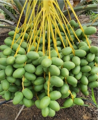 Hạt Giống Chà Là Ăn Trái Trung Đông