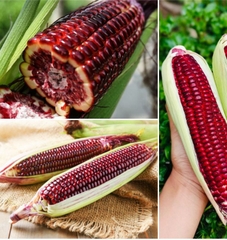 Hạt Giống Ngô Nữ Hoàng Đỏ F1