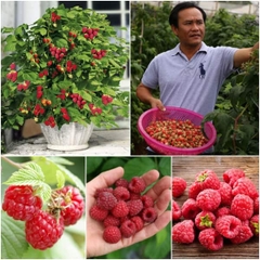Hạt Giống Quả Mâm Xôi Đỏ