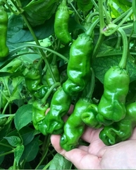 Hạt Giống Ớt Cu Tí ( Ớt Peter )