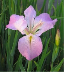 Hạt Giống Diên Vĩ Hồng (Iris Hồng)