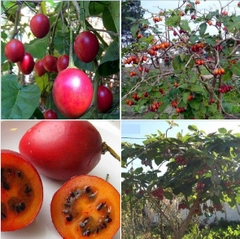 Hạt Giống Cà Chua Thân Gỗ Tamarillo Quả Đỏ