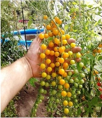 Hạt Giống Cà Chua Bi Vàng (Cà Chua Cherry) F1