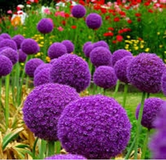 Hạt Giống Hoa Bồ Công Anh Tím