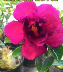 Hạt giống hoa sứ thái mix màu