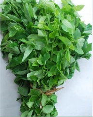 Hạt Giống Cây Rau Bồ Ngót - Gói 50 hạt
