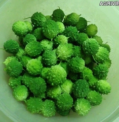 Hạt Giống Khổ Qua Rừng