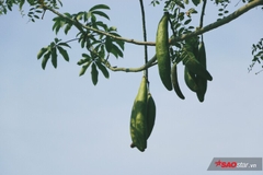 Hạt Giống Cây Bông Gòn