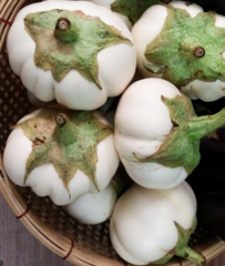 Hạt Giống Cà Bát Trắng Cao Sản