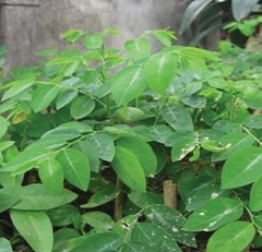 Hạt Giống Cây Rau Bồ Ngót - Gói 50 hạt