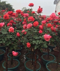 Hạt giống Hoa Hồng Thân Gỗ Tree Rose Mix Màu