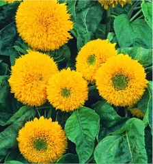 Hạt Giống Hoa Hướng Dương Nga Kép