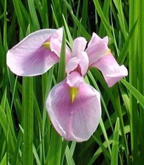 Hạt Giống Diên Vĩ Hồng (Iris Hồng)