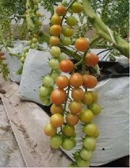 Hạt Giống Cà Chua Bi Vàng (Cà Chua Cherry) F1