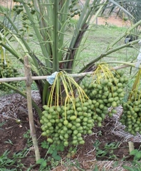 Hạt Giống Chà Là Ăn Trái Trung Đông