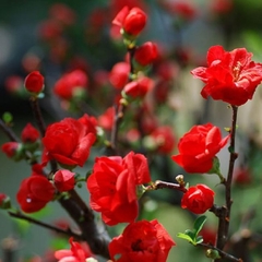 Hạt Giống Hoa Mai Trung Quốc Đỏ
