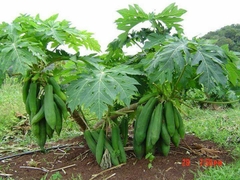 Hạt Giống Đu Đủ Siêu Dài Phuket Thái - Gói 5 gram ( 110 -120 hạt )