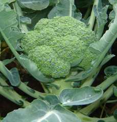 Hạt Giống Súp Lơ Xanh - Gói 0.2 Gram