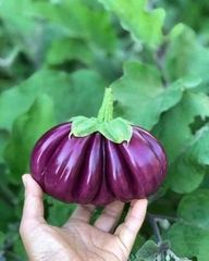 Hạt Giống Cà Tím Khía Thái Lan