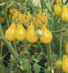 Hạt Giống Cà Chua Bi Trái Lê Vàng