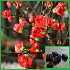 Hạt Giống Hoa Mai Trung Quốc Đỏ