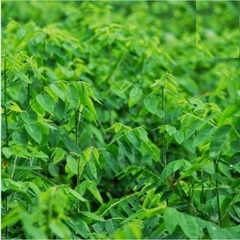 Hạt Giống Cây Rau Bồ Ngót - Gói 50 hạt