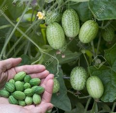 Hạt Giống Dưa Hấu Tí Hon