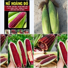 Hạt Giống Ngô Nữ Hoàng Đỏ F1