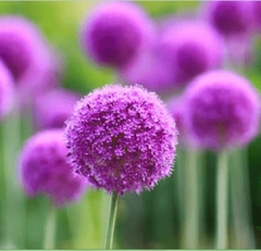 Hạt Giống Hoa Bồ Công Anh Tím