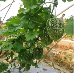 Hạt Giống Khổ Qua Trái Tim F1