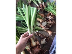 Củ Giống Hoa Thanh Anh
