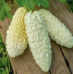 Hạt Giống Khổ Qua Bạch Tuyết F1