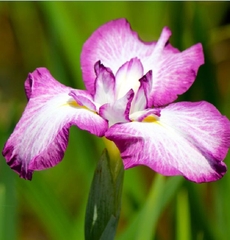 Hạt Giống Diên Vĩ Hồng (Iris Hồng)
