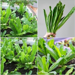 Hạt Giống Rau Ngò Gai ( Mùi Tàu )