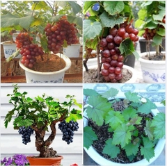 Hạt Giống Nho Lùn Pháp