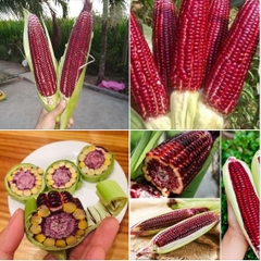 Hạt Giống Ngô Nữ Hoàng Đỏ F1