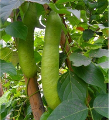 Hạt Giống Đậu Ngự