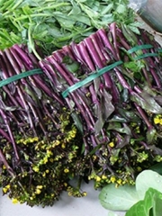 Hạt Giống Rau Cải Ngồng Đỏ