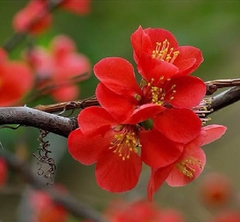 Hạt Giống Hoa Mai Trung Quốc Đỏ